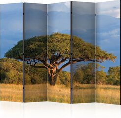 Sermi - African acacia tree, Hwange National Park, Zimbabwe II [Room Dividers]